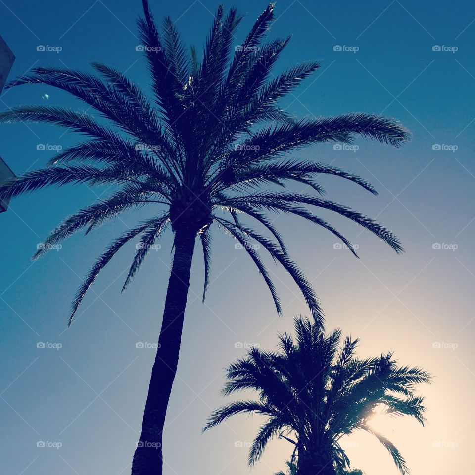 Desert sky and silhouette of palms