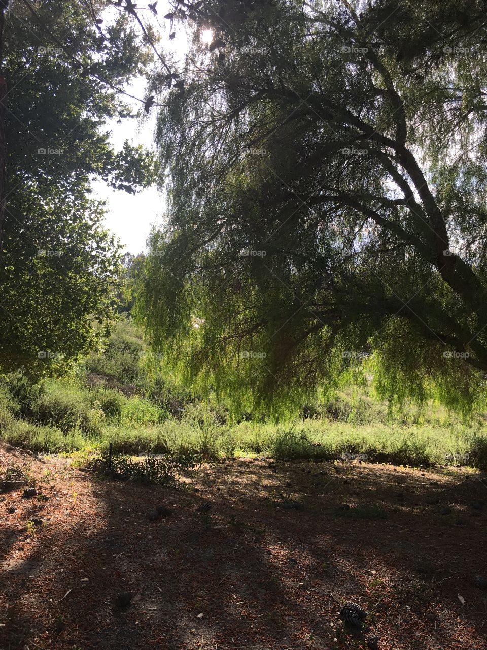 Shadow grass tree