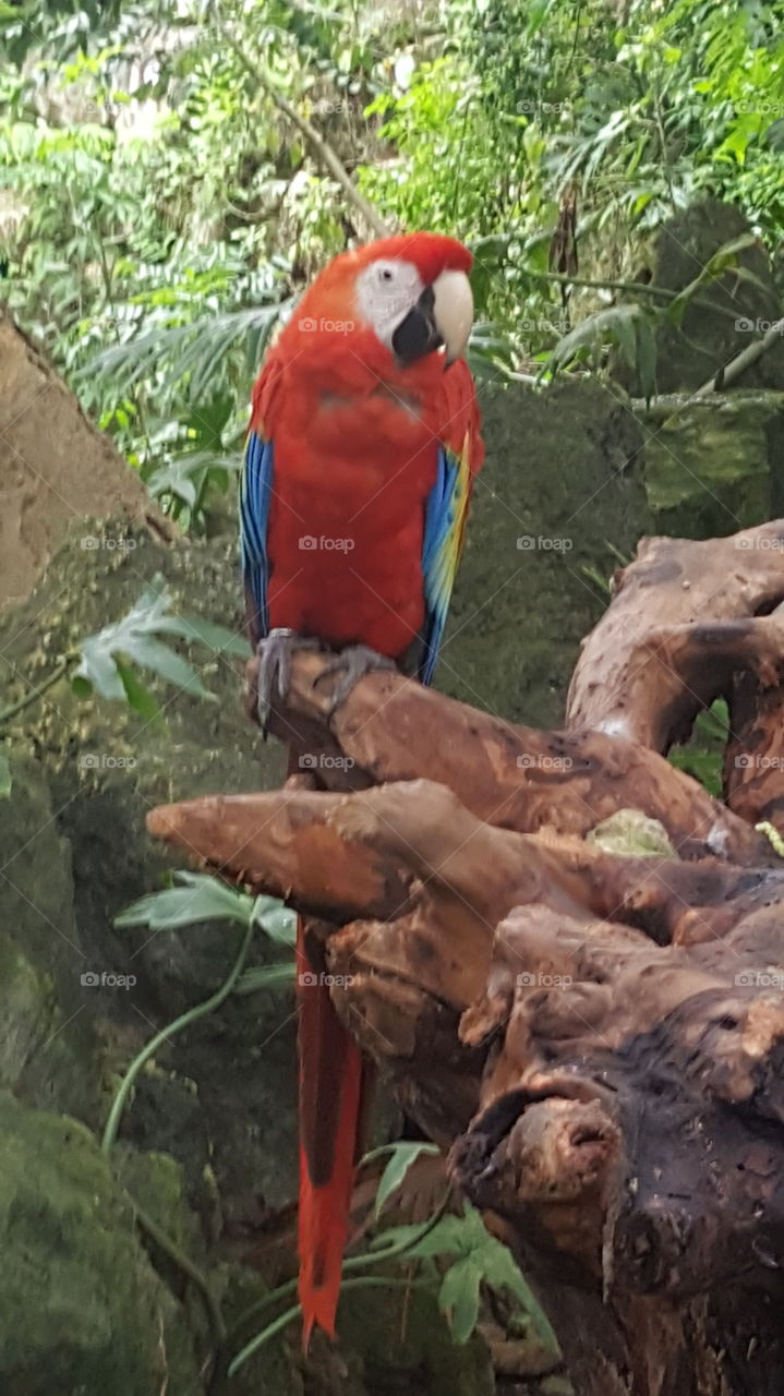 Parrots of Mexico