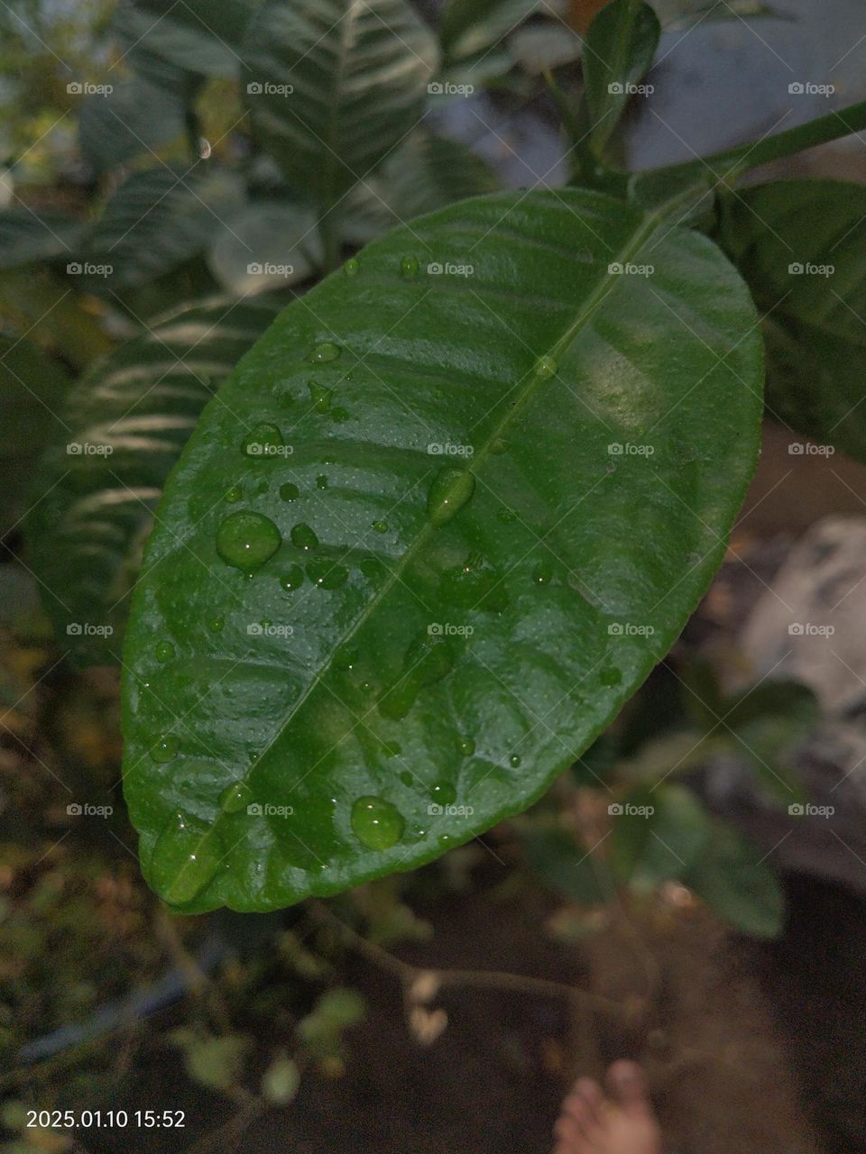 Leaves