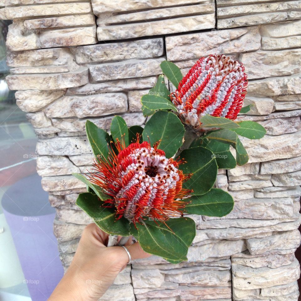 Protea in my hand