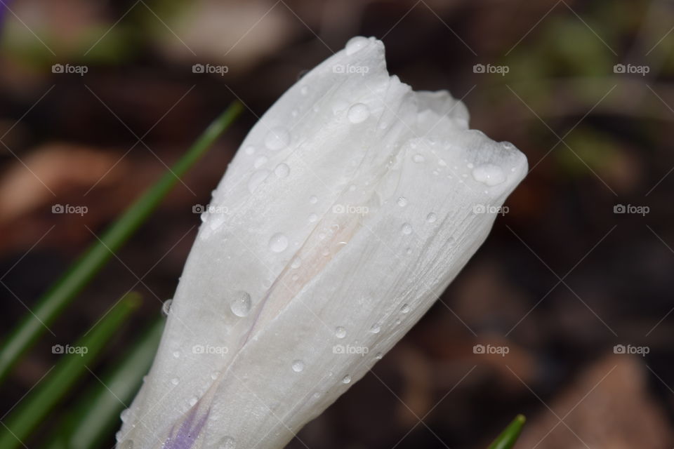 Water drops on flower