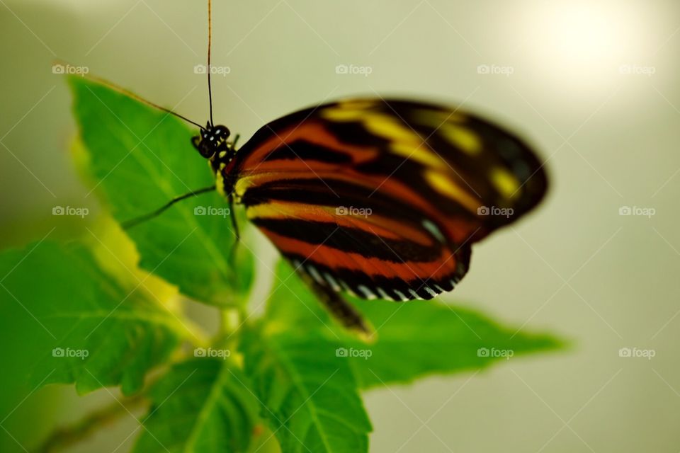 Butterfly On A Leaf, Closeup Of A Colorful Butterfly, Wings On A Butterfly 