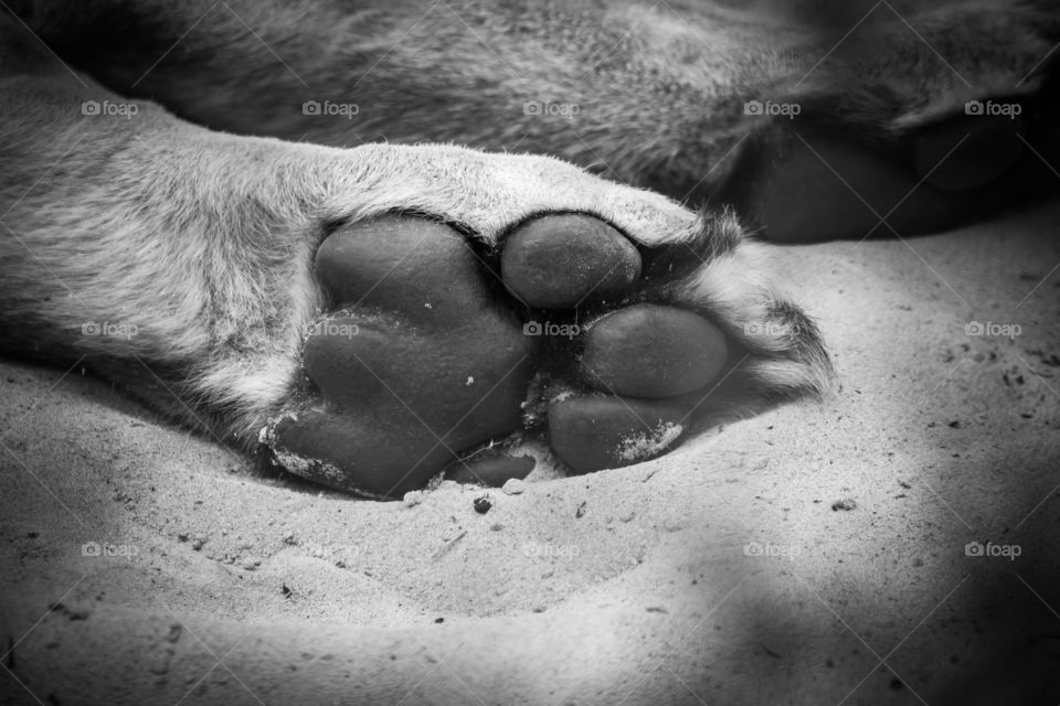 lions paw black and white