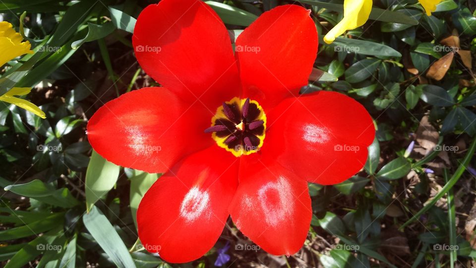 Spring Flowers have Sprung. tulip
