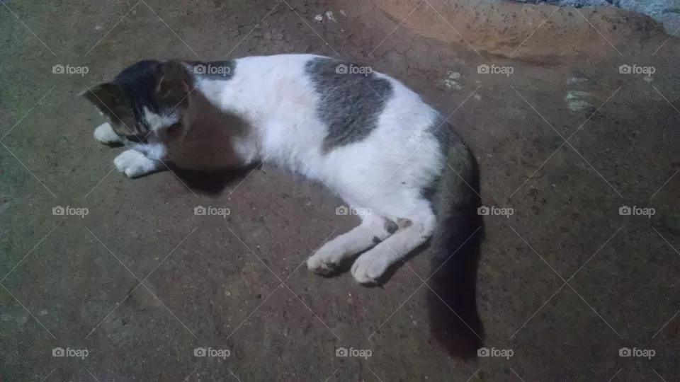 Cat