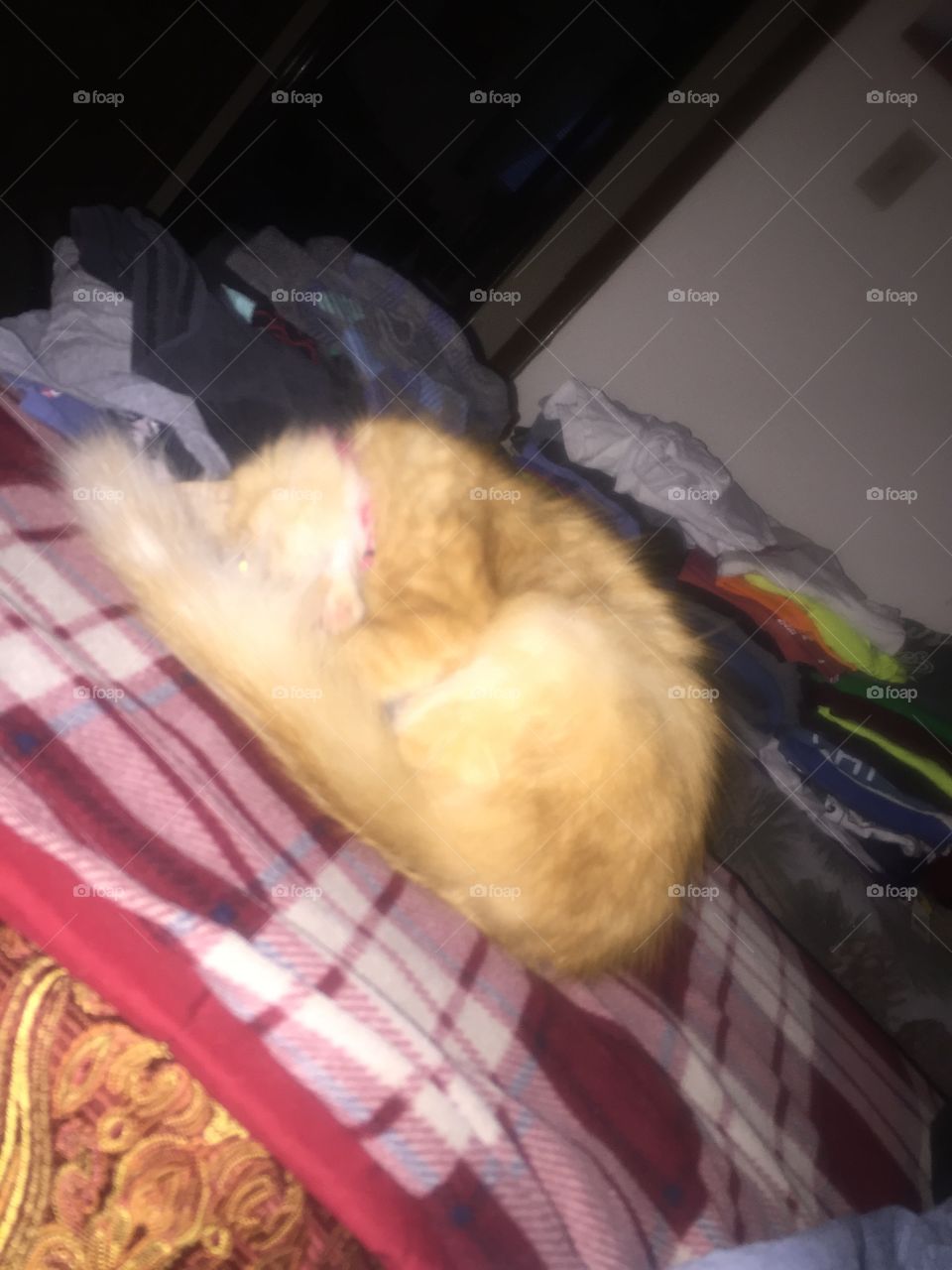 People, One, Mammal, No Person, Mouse