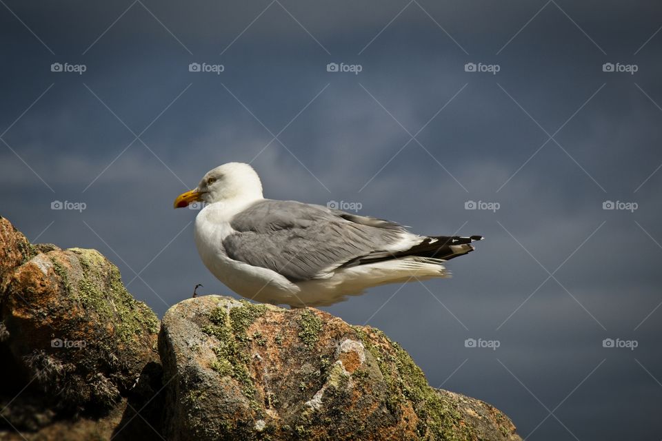 seagull on the rocks