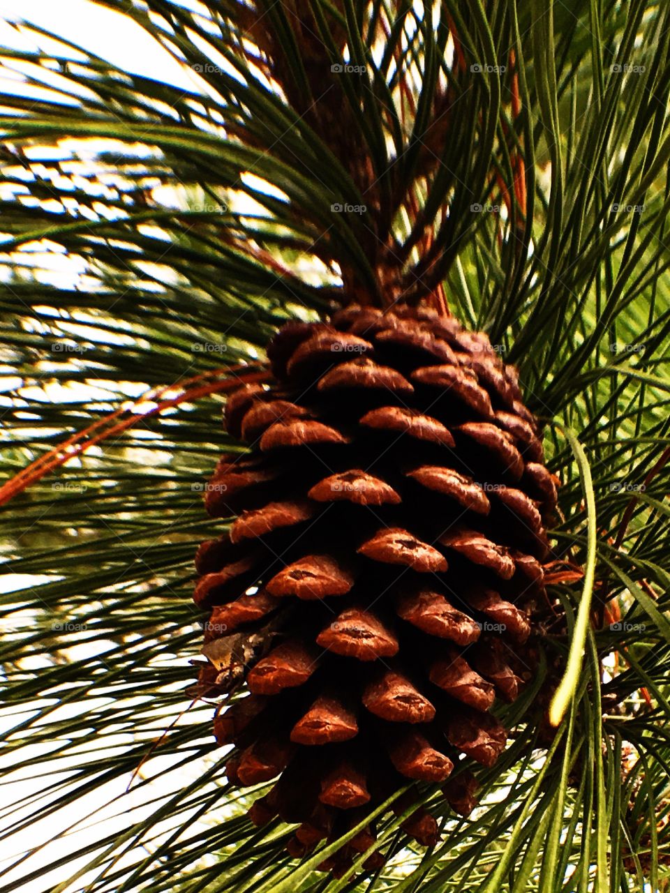 Pine cone