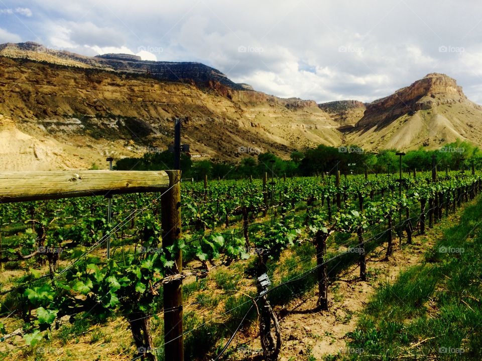 Colorado Vineyard 