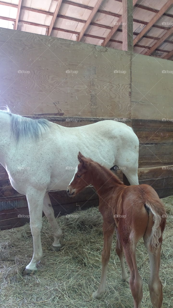 Foal and mama horse.