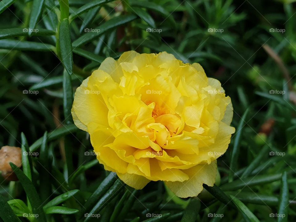 the Portulaca Grandiflora