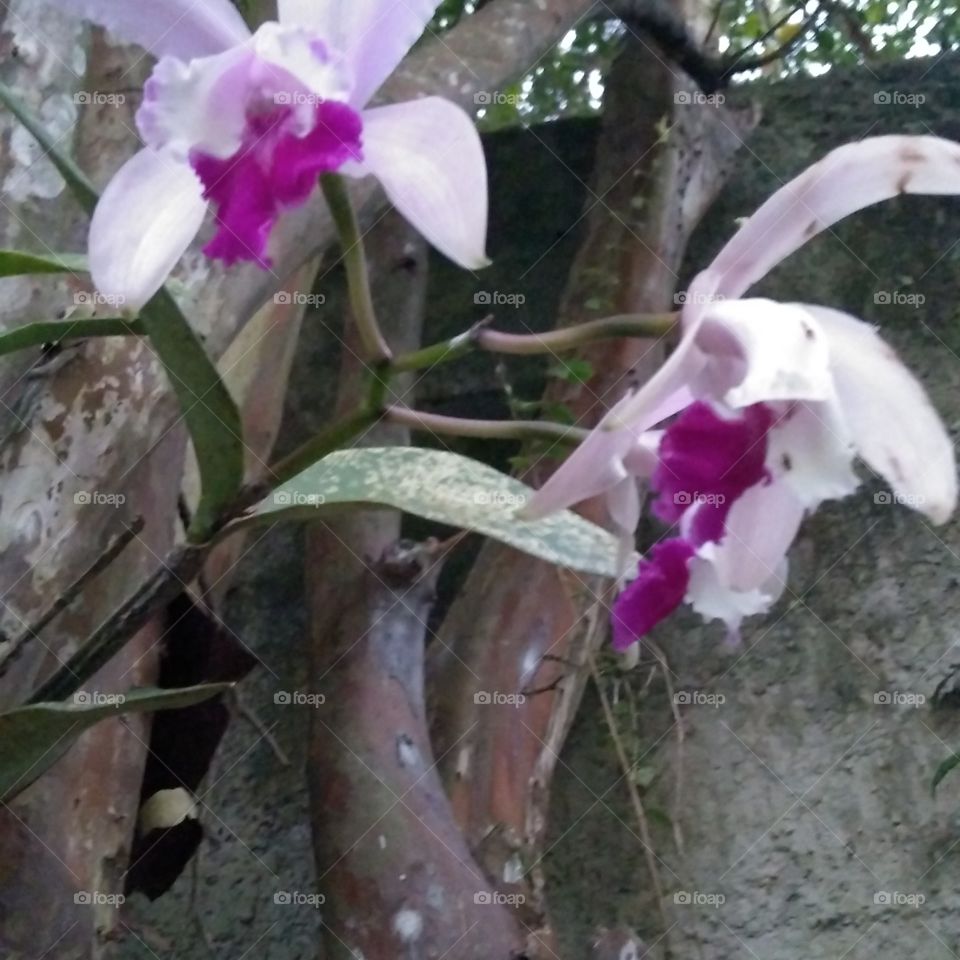 Orquídeas florescendo