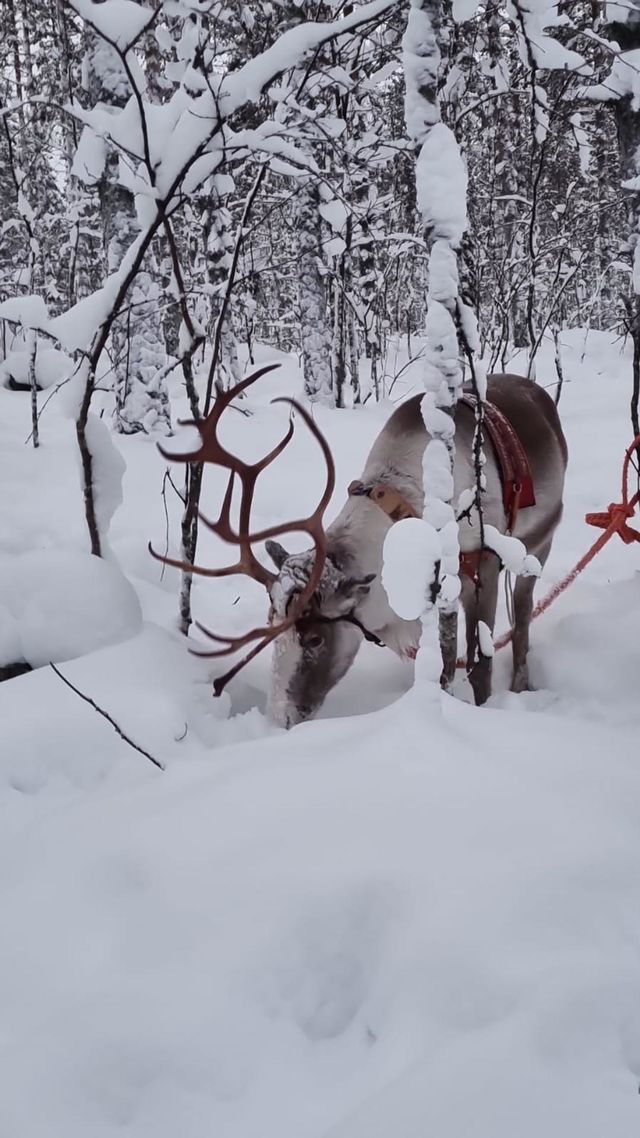 Rudolf