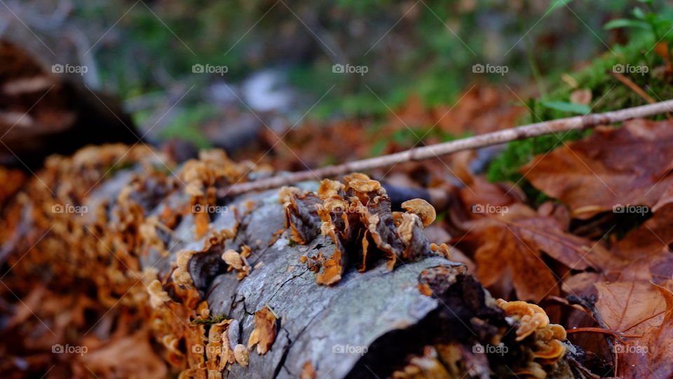 Log covered in mushroom on a forest