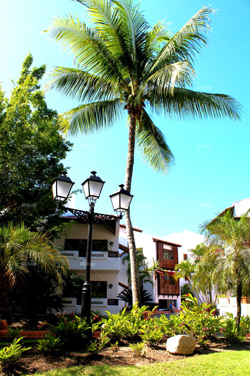 green tree palm lights by lagacephotos