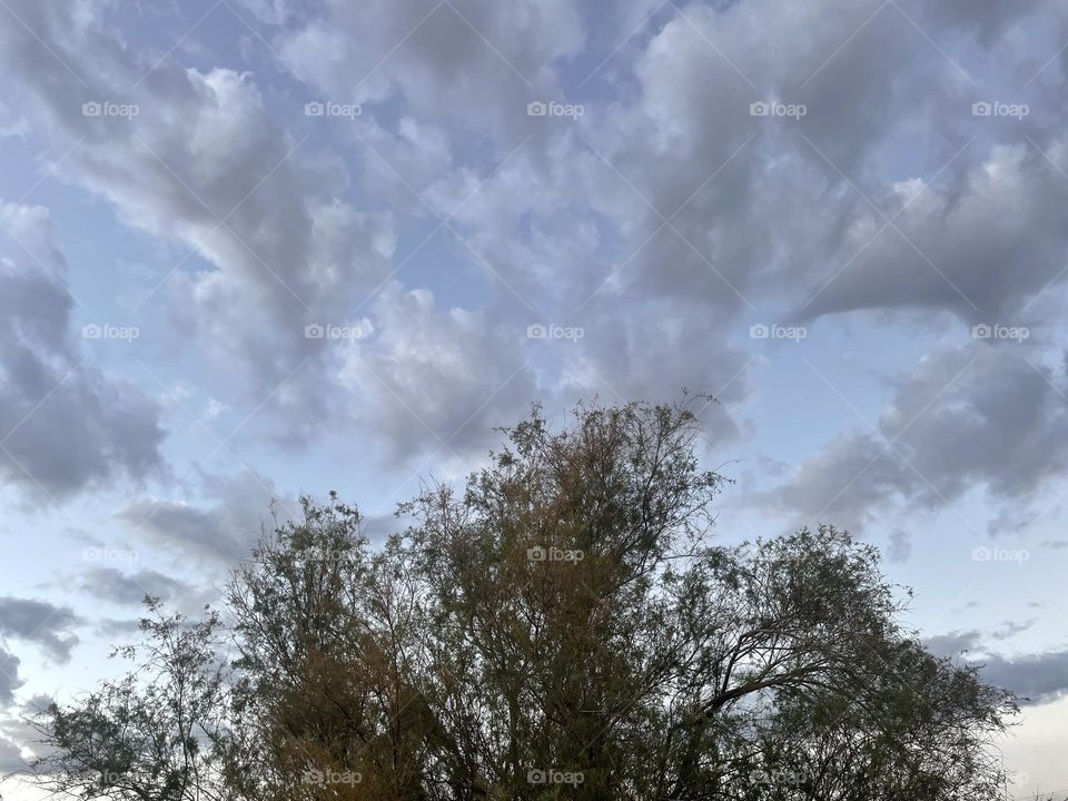 A tree with a cloudy sky behind it. 
