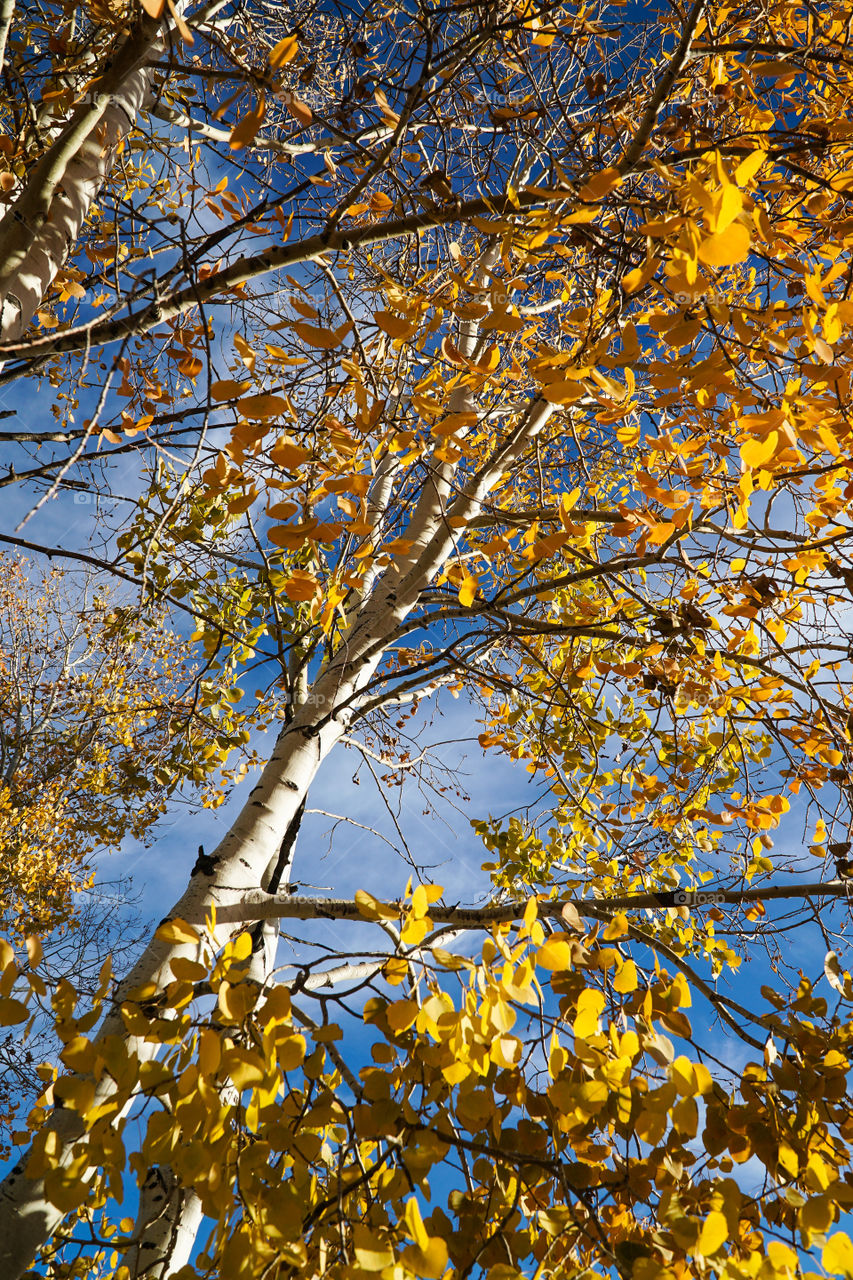 Aspen Trees in the late fall