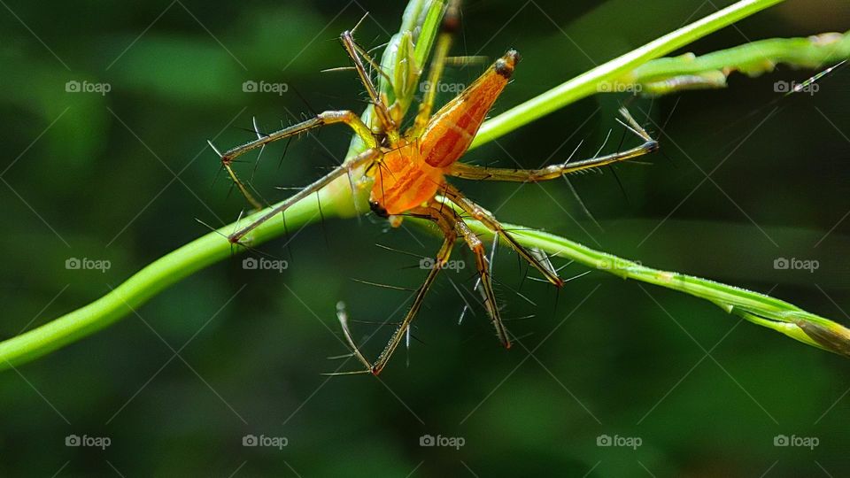 Yellow Orange Spider