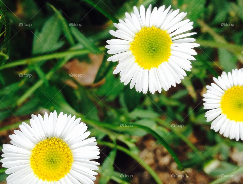 Three daisies 
