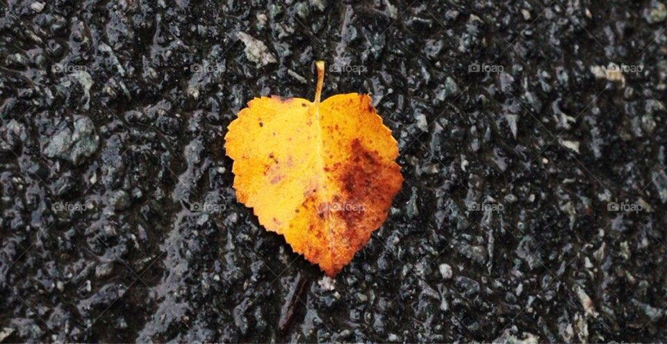 leaf fall heart love by arman