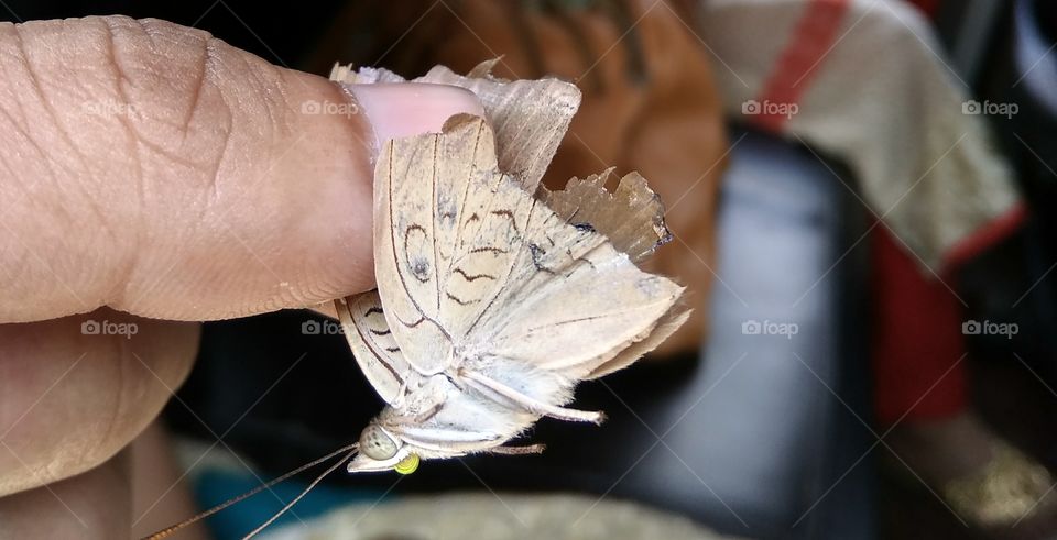 Beautiful Butterfly...