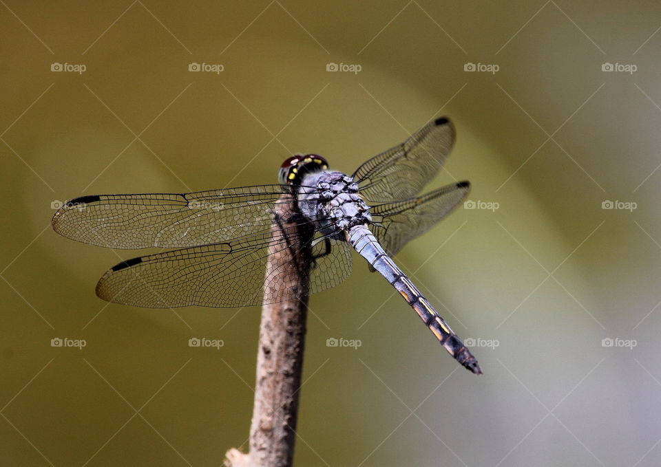 Potamarcha congener. Wet season dragonfly specialist at the top of branch, cutting wood, or others relate of the field. Pruinose colour of blue azzure with unique colour few last segment on yellow, as its name English yellow arsy skimmer .