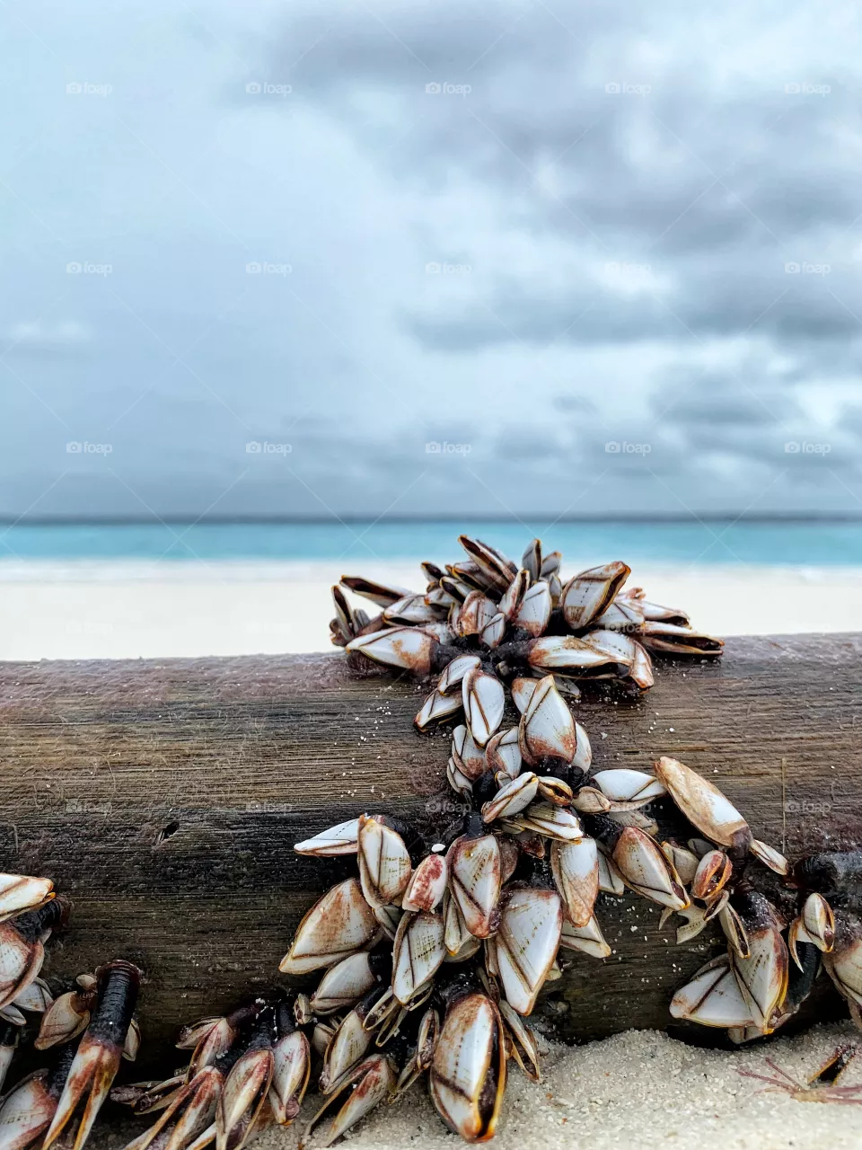 Shells