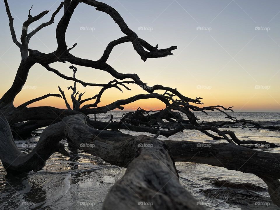 Driftwood Beach Sunrise