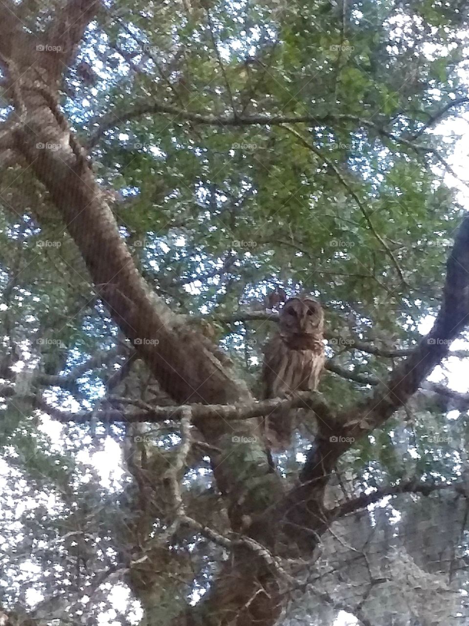 I put my birds on porch and this owl flew into the tree. i think he wanted breakfast