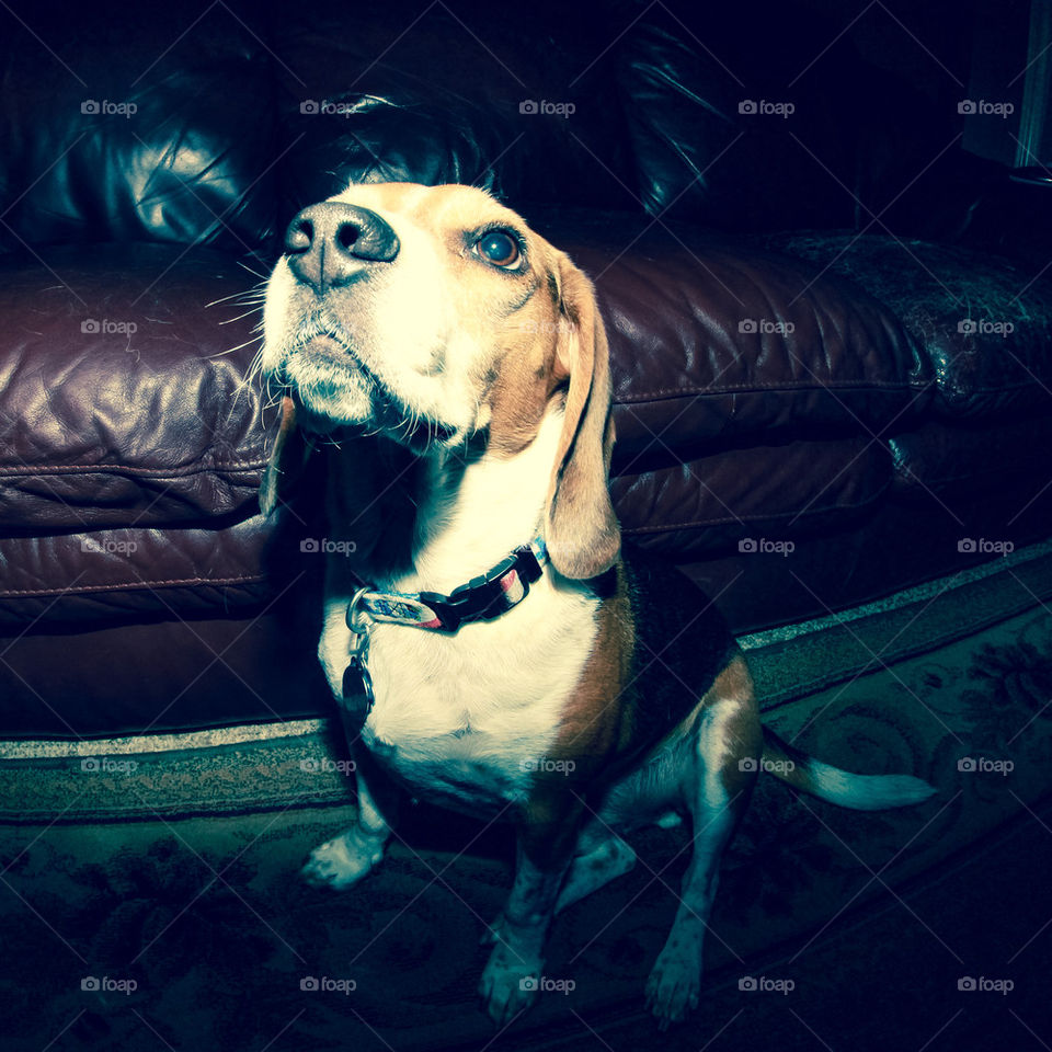 Beagle