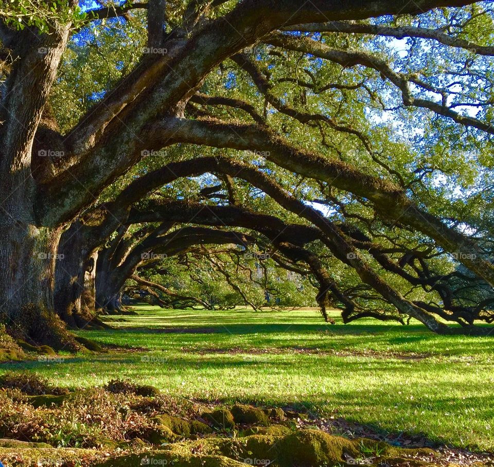 Oak Alley plantation in Louisiana.