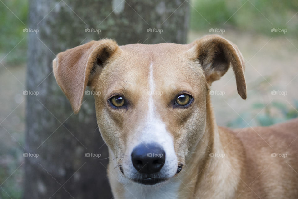 Dog looking at camera