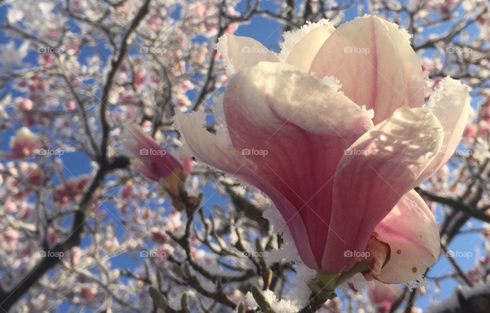 Spring welcomed by snow