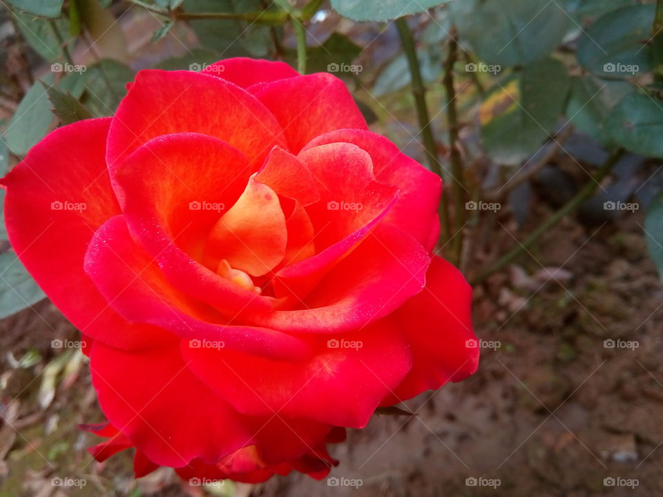 rose 2017-12-23 003 
#আমার_চোখে #আমার_গ্রাম #nature #rose #eukaryota #plantae #angiosperms #eudicots #rosids #rosa