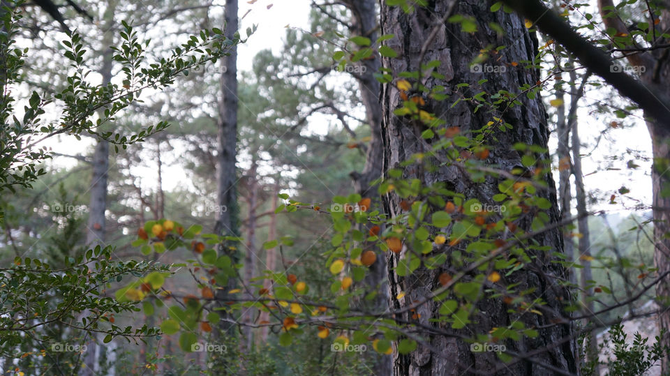 Tree trunk in forest