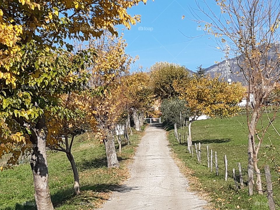 a countryside in a warm autumn day with yellow trees
