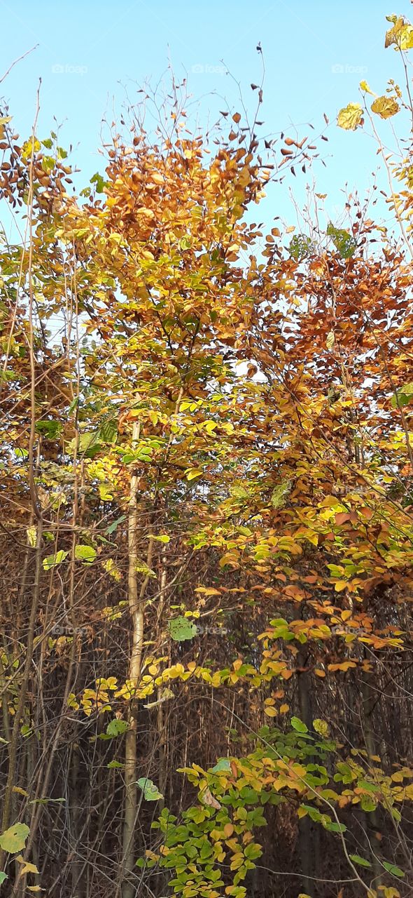 Yellow trees in the forest in autumn