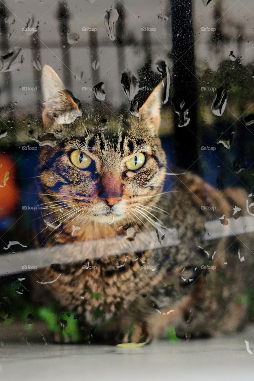 gatita está esperando impaciente a que pase la lluvia para poder salir