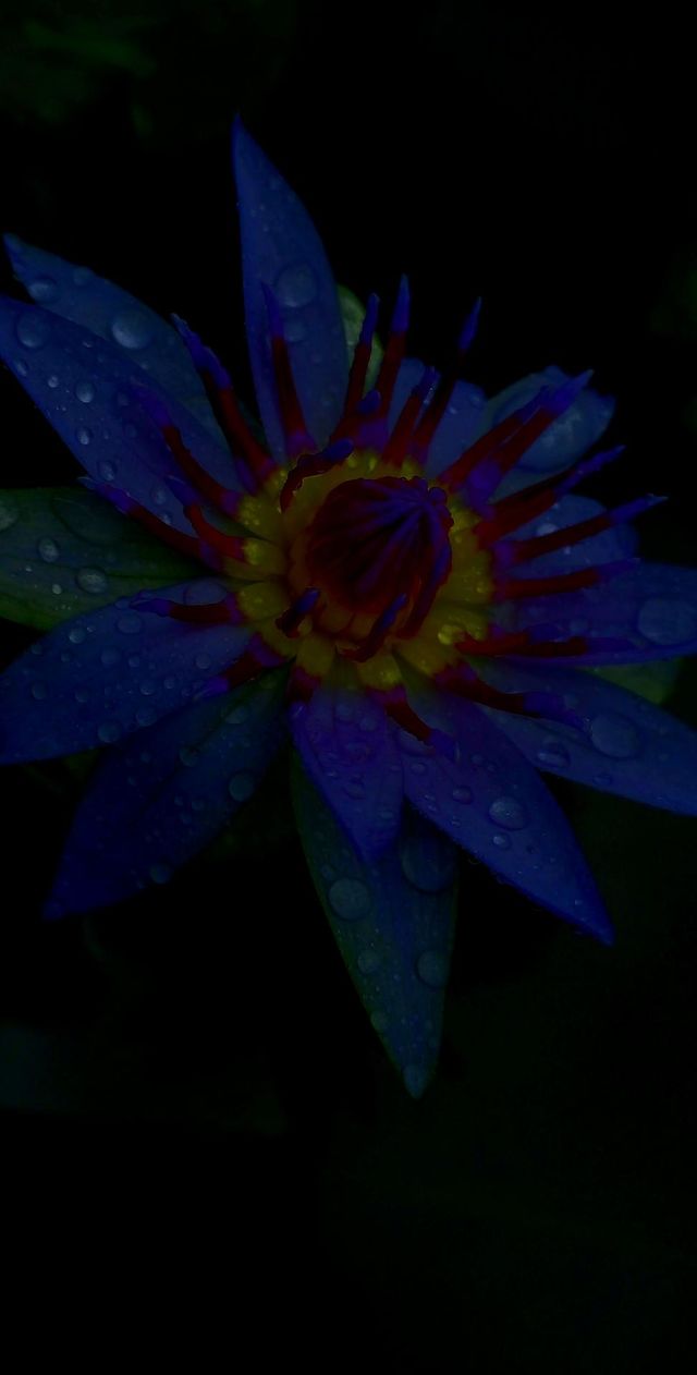 naturelove, beautiful flowers, drak background