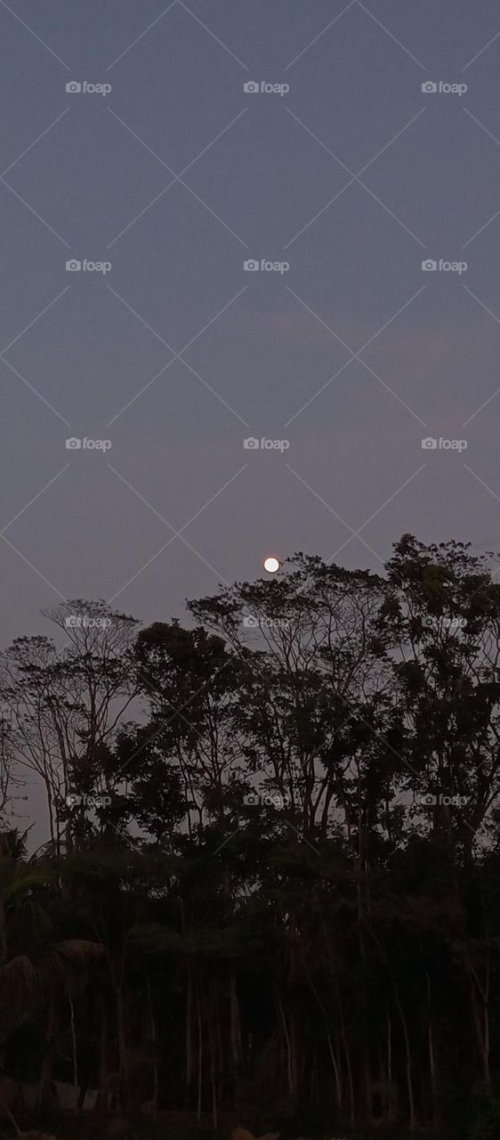 Moonlight night