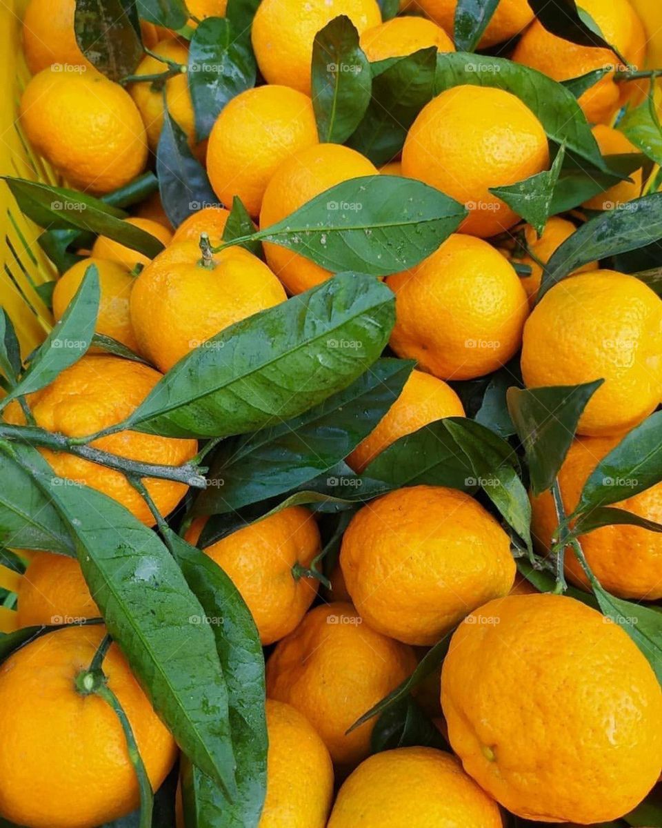 🥰 Oranges