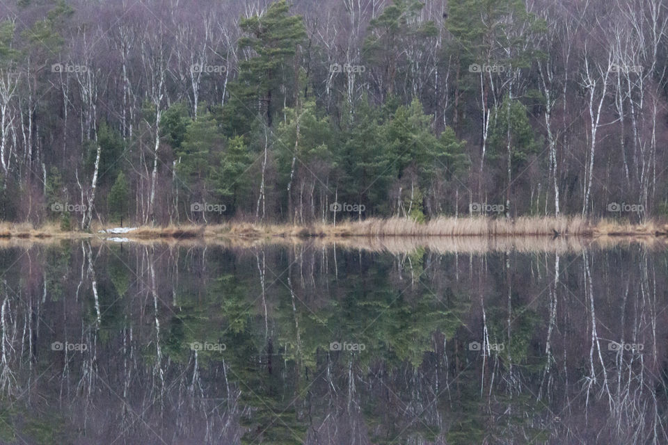 Forest reflections in the ice - by the lake 