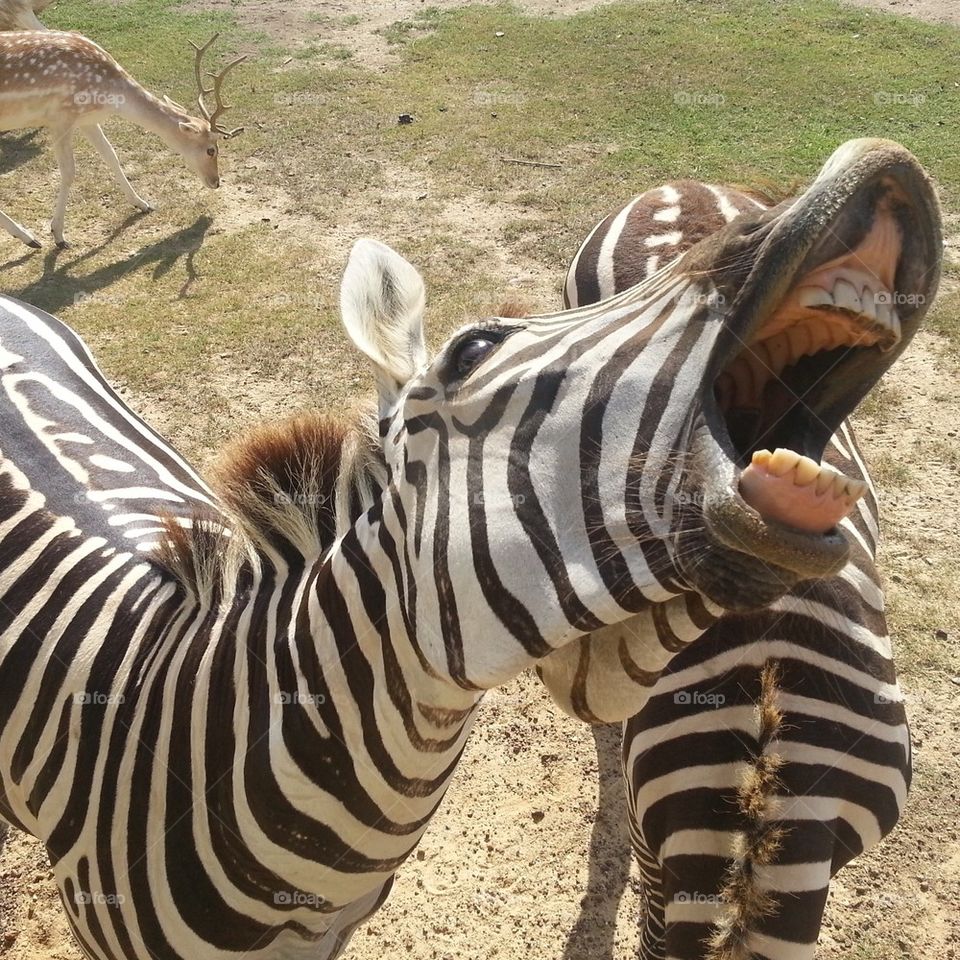 Hungry Zebra