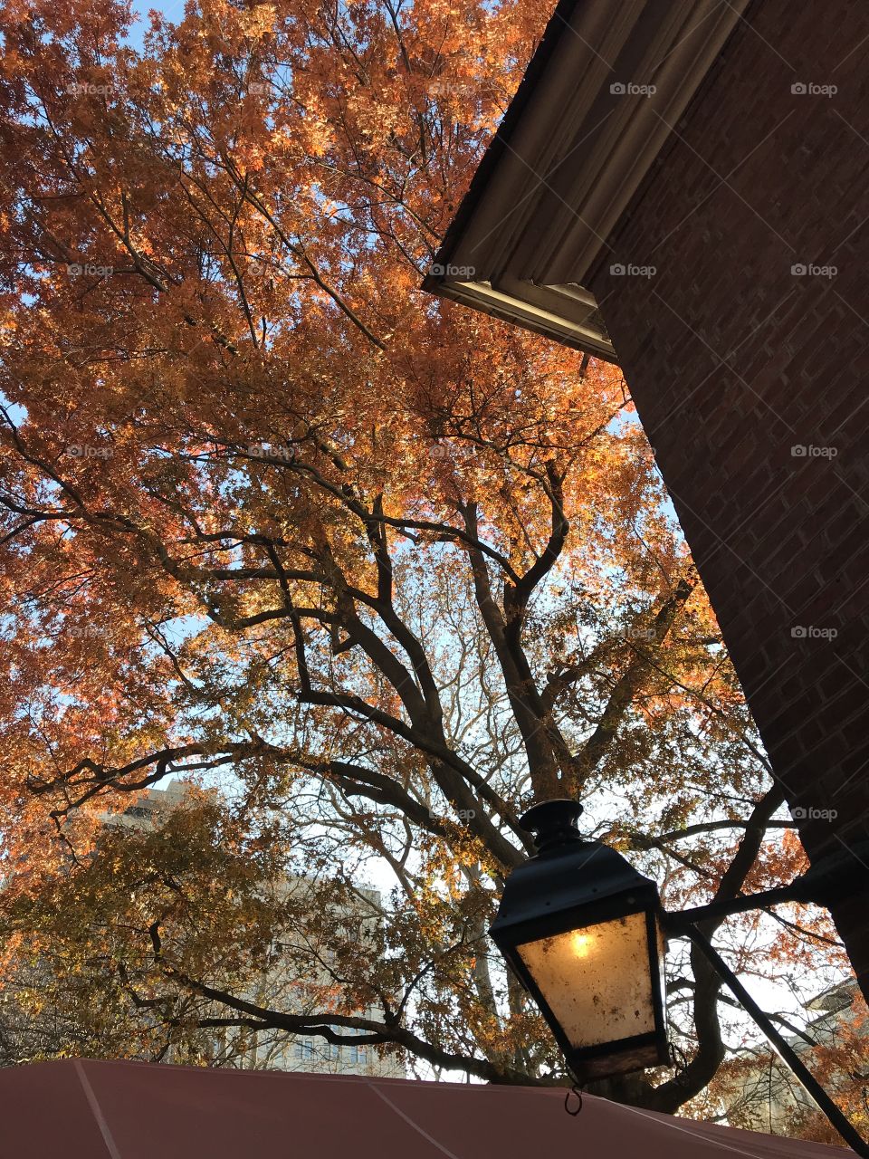 Fall trees by lamplight 