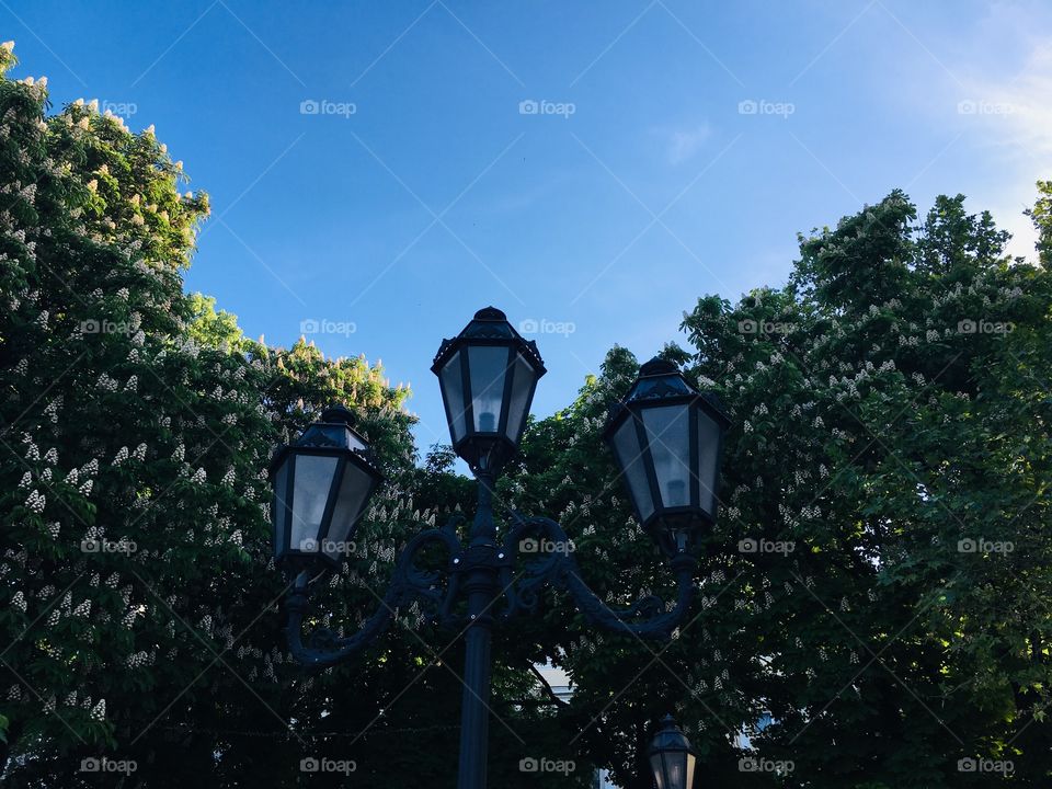 Уветущие каштаны на Приморском бульваре. Одесса 