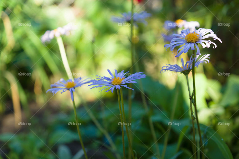 Blue flowers