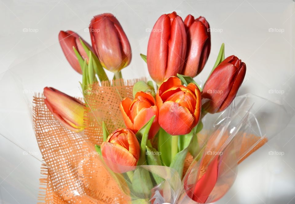 colour tulips flowers bouquet spring holiday