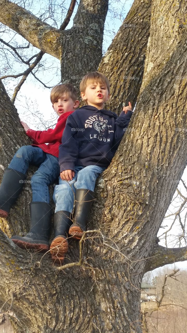 Boys in a tree