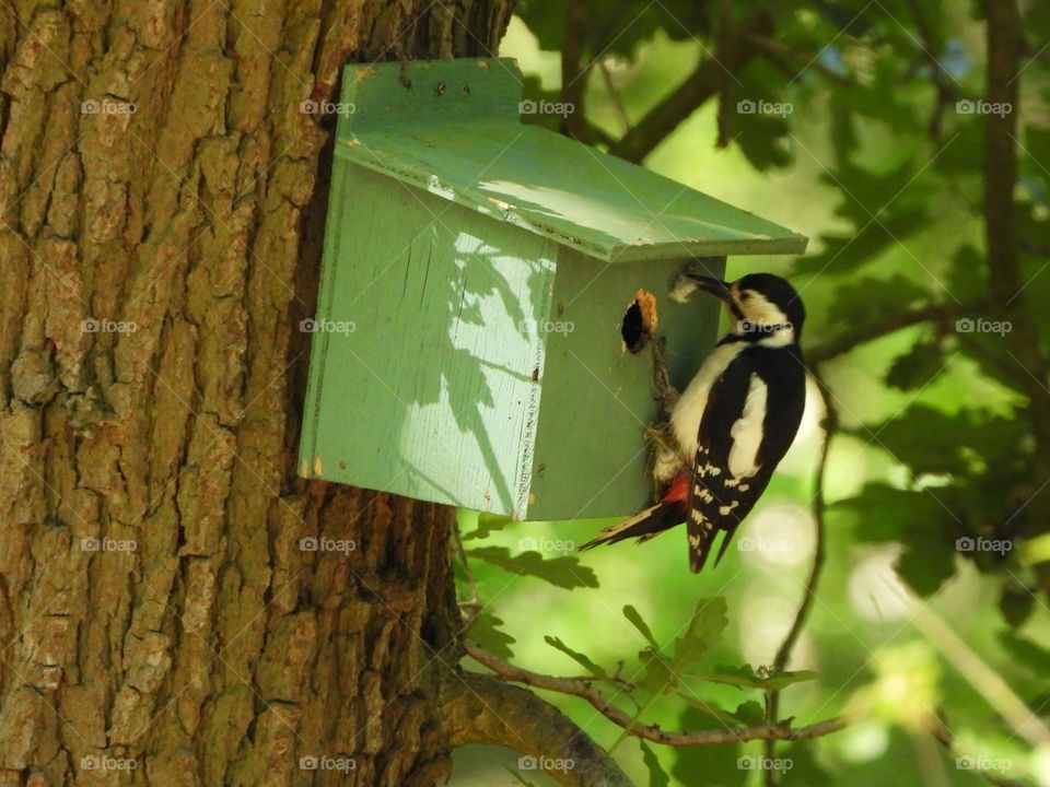 A woodpecker at a nest box